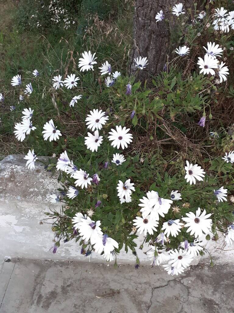 flowers in ooty