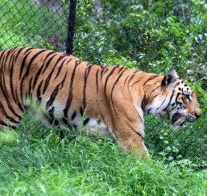 chennai zoo