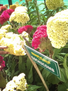 Lalbagh Flower Show, Bangalore