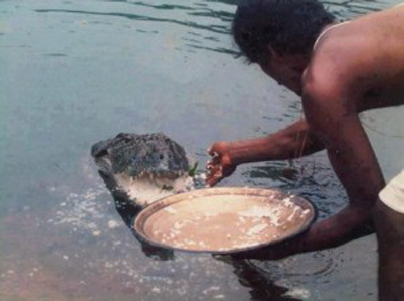 Crocodile being fed