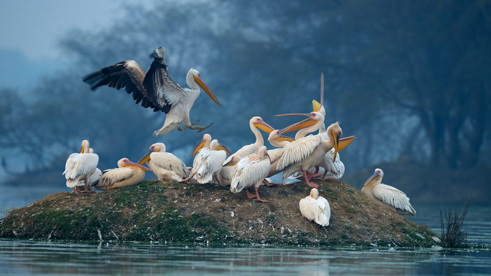 bird sanctuaries in India