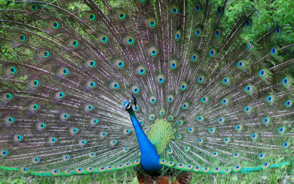 Peacock Sanctuary