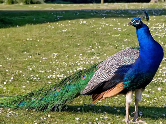 Peacock Sanctuary