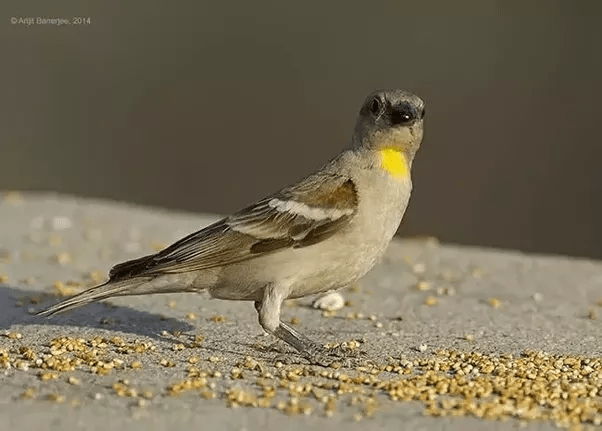 Birdman of India