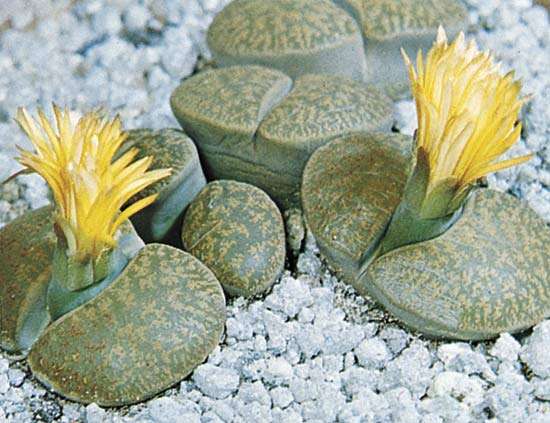 Lithops sp. (living stones)