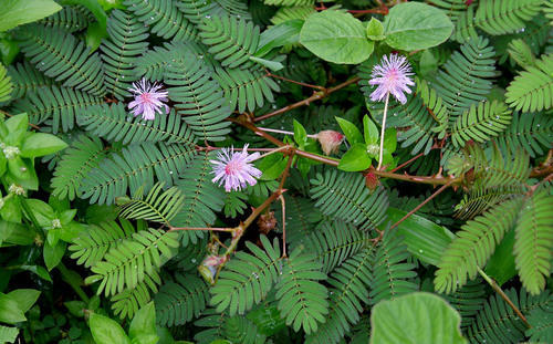 Mimosa pudica (sensitive plant)