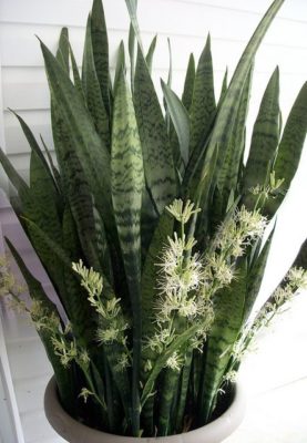 Sansevieria sp. (snake plant)