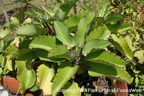 Bryophyllum sp. (Kalanchoe or mother-of-thousands)
