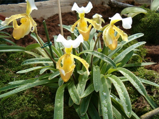 Paphiopedilum sp.(lady slipper orchids)